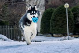 They are known to enjoy any human interaction, including strangers. Alaskan Malamute For Sale Price Range Alaskan Malamute Puppy Cost