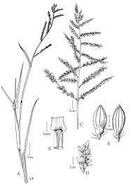 Image result for Urochloa