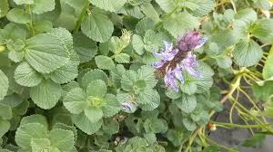 Image result for Coleus caninus