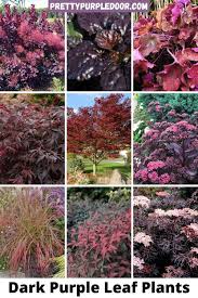 Cat or dog safe houseplants. 660 Plants Trees Flowers Shrubs Zone 6 Dog Safe Ideas In 2021 Plants Shrubs Non Toxic Plants