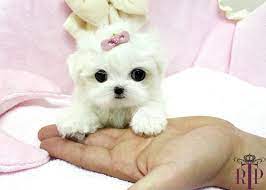 How much is a micro teacup maltese. Pin On Maltese