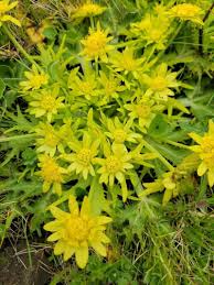 Image result for Sanicula