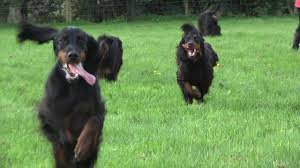 Setter in louth €1,200 introducing our beautiful litter of golden irish puppies. Around The Dog World Hounds Of Scotland Ep 30 Youtube