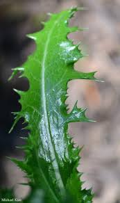 Image result for Sonchus asper