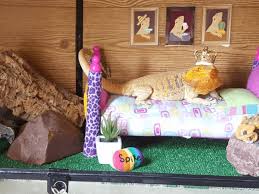 25 Best Bearded Dragon Habitats In 2020 Reviews Faqs This is the most common type of tank for bearded dragons.