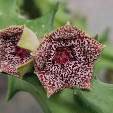 Image result for Orbea carnosa