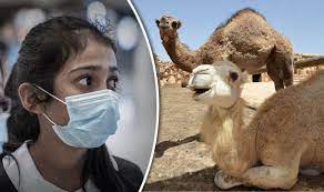 Dr faten abdul rahman khurshid researched and concluded that. Mers Camel Flu Virus Health Chiefs Advise Don T Drink Camel Urine World News Express Co Uk