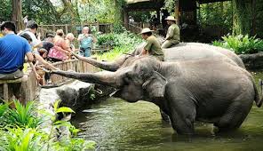Tepatnya di jalan nomor taman tawang 1, semarang, telepon: 11 Foto Bonbin Mangkang Semarang Harga Tiket Masuk Lokasi Semarang Zoo Update 2021 Jejak Kenzie