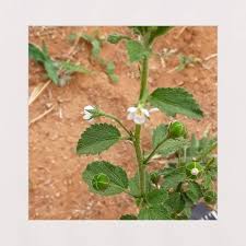 Image result for Hibiscus micranthus