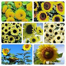 Warnanya kuning pucat seperti kebanyakan bunga matahari. Pin Di Flower