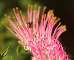 Maybe you would like to learn more about one of these? Which Flowers Do Native Bees Like Best Small Green Things