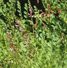 Image result for Indigofera filipes