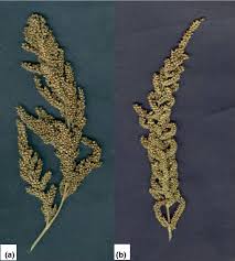 Image result for Echinochloa brevipedicellata