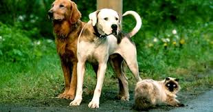 Maybe you would like to learn more about one of these? Famous Dogs Rip Cbs News