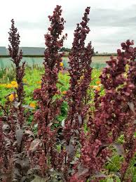 Image result for Atriplex hortensis