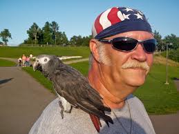American Parakeet