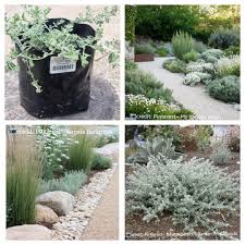 Image result for Plecostachys