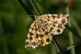 Günter krings nordeifel er ist kein gefährliches raubtier, der pantherspanner. Pantherspanner Foto Bild Tiere Wildlife Schmetterlinge Bilder Auf Fotocommunity