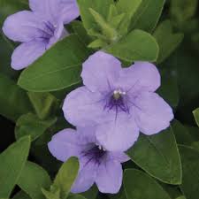 Image result for Vandellia humilis