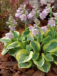 Frosted Mouse Ears Hosta I Have Always Wanted To Know What My Host As Are Called I Love The Flowers And W Blattpflanzen Hosta Pflanzen Steinbrunnen Garten