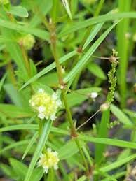 Image result for Oldenlandia lancifolia