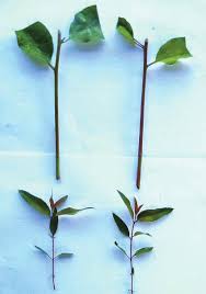 Growing eucalyptus from cuttings is pretty simple, even though not very common. Http Bft Cirad Fr Cd Bft 297 15 26 Pdf