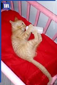Les Chats et les Livres ; Cats and Books | Facebook