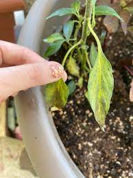 We did not find results for: Whats Wring With My Pepper Plant The Leaves Are Turning Black And Falling Off I Had Several New Budding Peppers That Fell Off As Well Plantclinic