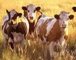 Cow Bos Taurus Animals A Z Animals