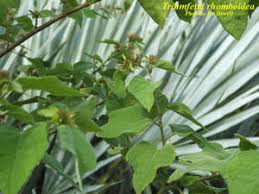 Image result for Triumfetta tomentosa