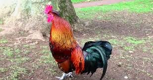 Roosters will start to crow around four months of age. How To Stop A Rooster From Crowing Jaguza Farm Support