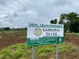 侍オリーブプロジェクト 侍オリーブ 千葉県佐倉市