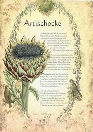 Artischocke Heilpflanzen Krauter Pflanzen Pflanzen