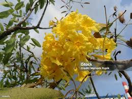 Image result for Handroanthus chrysotrichus