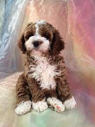 Some interesting facts about cockapoos. Cockapoo Puppies For Sale Cockapoo Breeder In Iowa