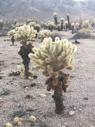 Was there ever a plant so ugly and ornery as the cactus? Teddy Bear Cholla Cactus At Joshua Tree In California Dusk Sept 2018 Cacti And Succulents Cactus And Succulents Joshua Tree