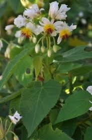 Image result for Sparrmannia