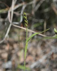 Image result for Hackelochloa granularis