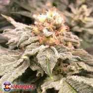 Maybe you would like to learn more about one of these? Hit Cannarado Genetics Seeds Banana Sundae