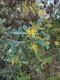 Image result for Searsia nebulosa