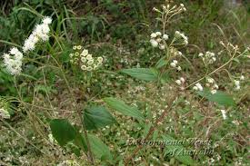 Ageratina Riparia Regel R M King H Rob Eupatorium Riparium Regel Misblom Plants