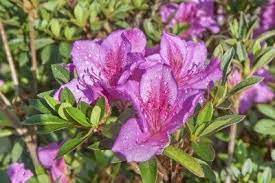 Azalea Fertilizer Tips What S The Best Fertilizer For Azaleas Azalea Fertilizer Natural Plant Fertilizer Fertilizer For Plants