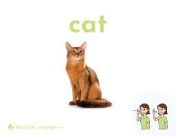 Sign language phrases in asl (american sign language). Sign Language For Cat