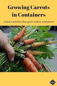 How To Easily Grow Carrots In Containers All Year Round Even In Winter Growing Carrots Carrot Varieties How To Plant Carrots