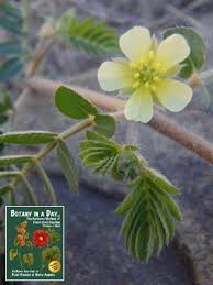 Image result for Zygophyllaceae