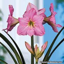 Sweet Star Amaryllis Bulb Flower Bulb Gifts Amaryllis Bulbs Amaryllis Flowers