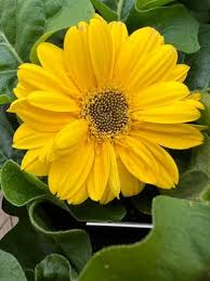 Image result for Gerbera jamesonii