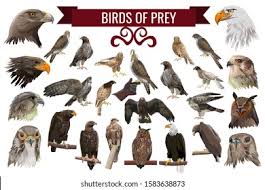 Kingfishers, terns, gulls and herons eat fish, so how do we describe the true raptorial birds or raptors? Set Birds Prey Raptors Collection Vector Stock Vector Royalty Free 1583638873