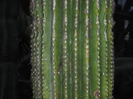 Image result for Sarcophrynium schweinfurthianum