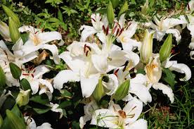 Check spelling or type a new query. Common Garden Plants That Are Toxic To Cats